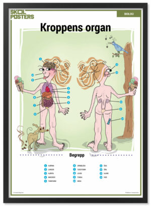Svenska Skolposters - NO - Biologi - Kroppens Organ