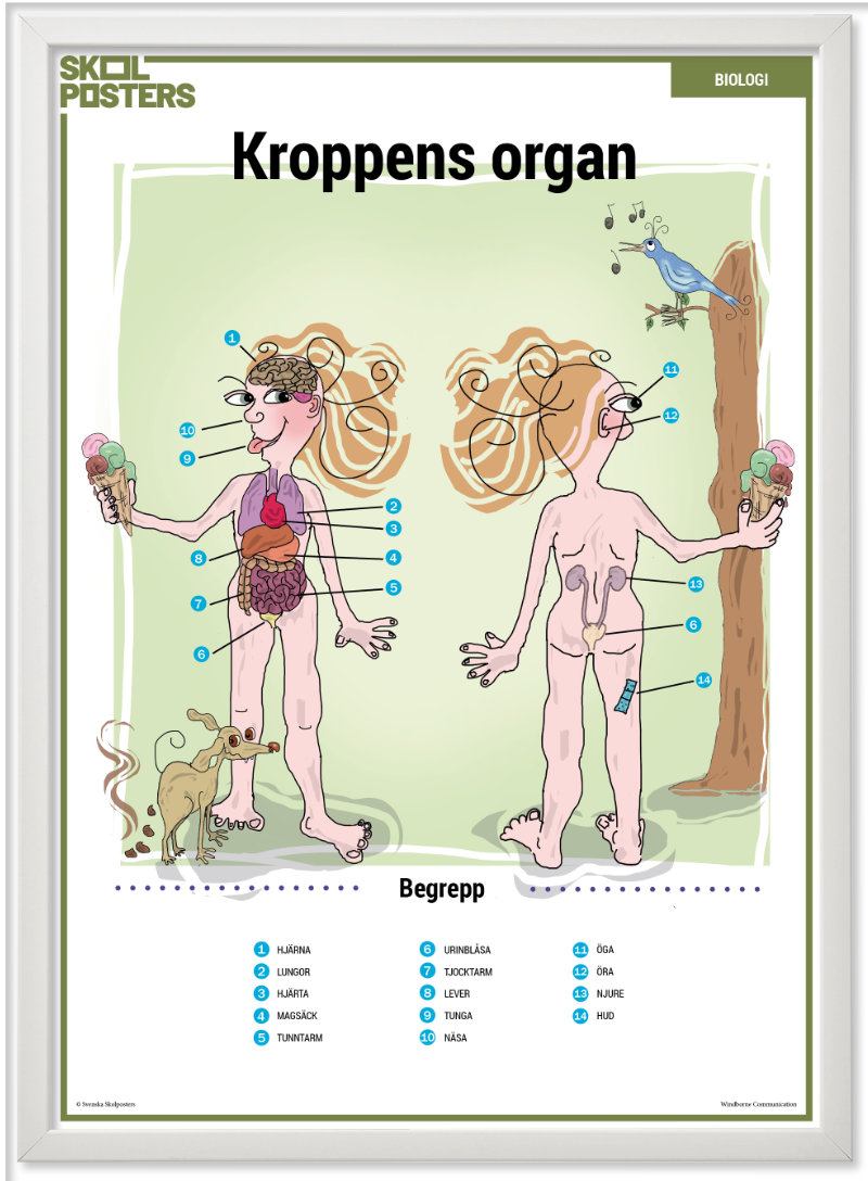 Svenska Skolposters - NO - Biologi - Kroppens Organ